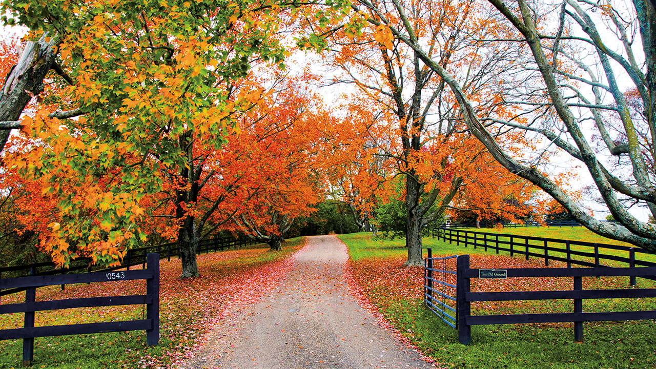 Trees in autumn folilage inside an open, gated driveway