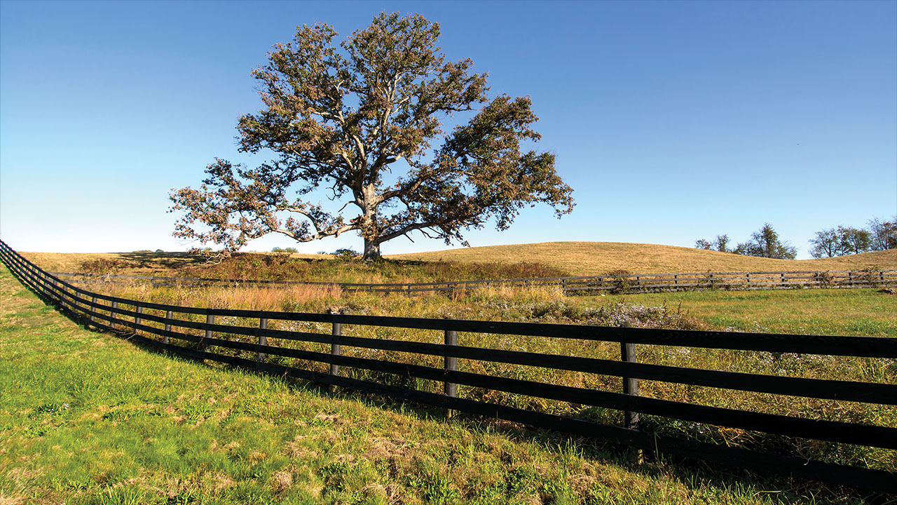 Outoor photo of a single oak tree in a fenced rural area